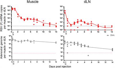 Innate Immune Responses to Chimpanzee Adenovirus Vector 155 Vaccination in Mice and Monkeys